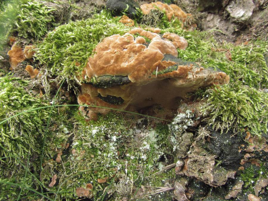 Phellinus torulosus.jpg