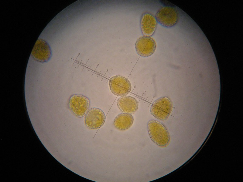 1000er Rennhaus (9).JPG