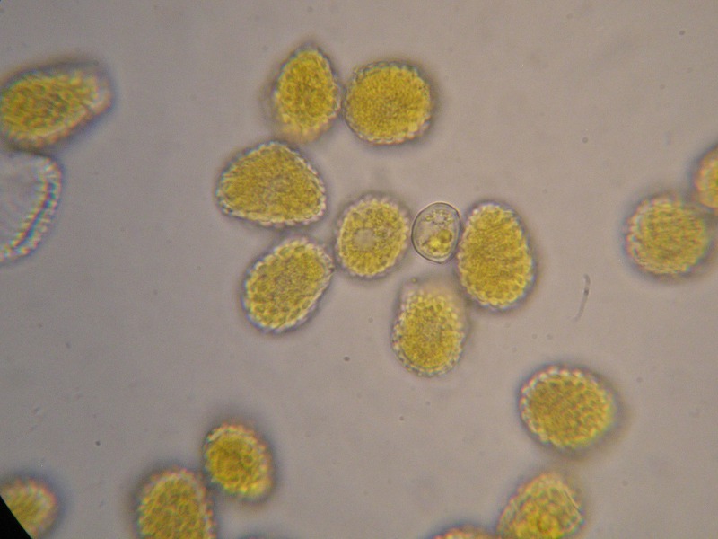 1000er Rennhaus (13).JPG