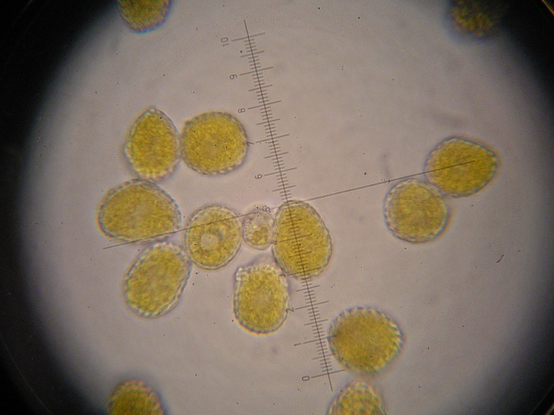 1000er Rennhaus (15).JPG