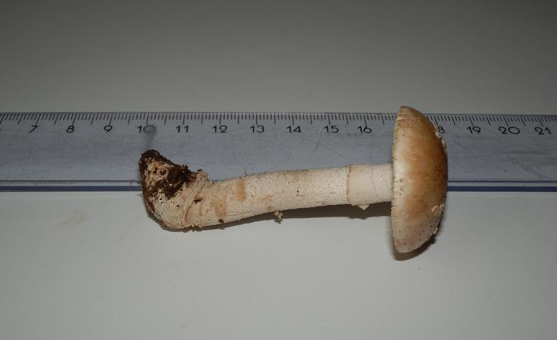 Aman. rubescens_4.jpg