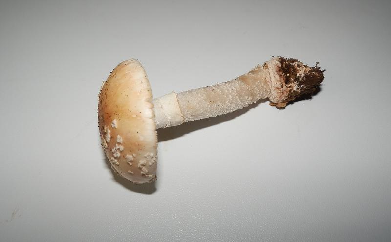 Aman. rubescens_4.1.jpg