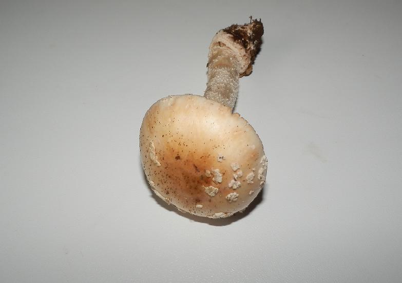 Aman. rubescens_4.2.jpg