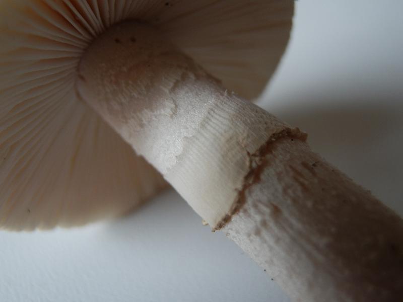 Aman. rubescens_4.3.jpg