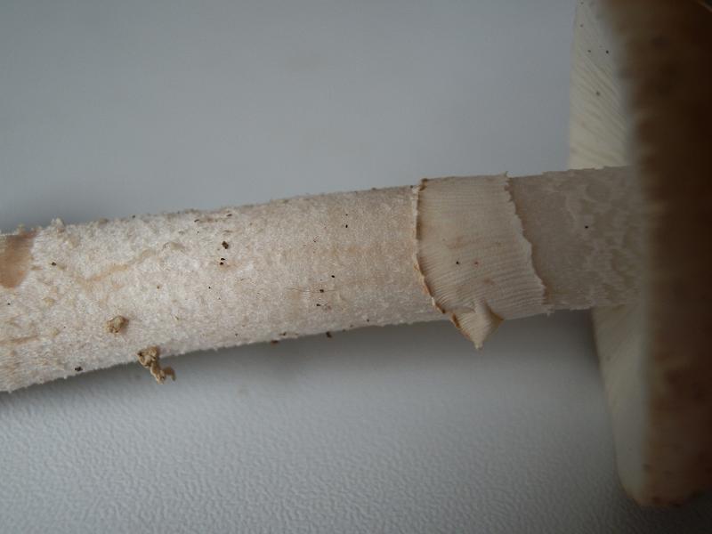 Aman. rubescens_4.4.jpg