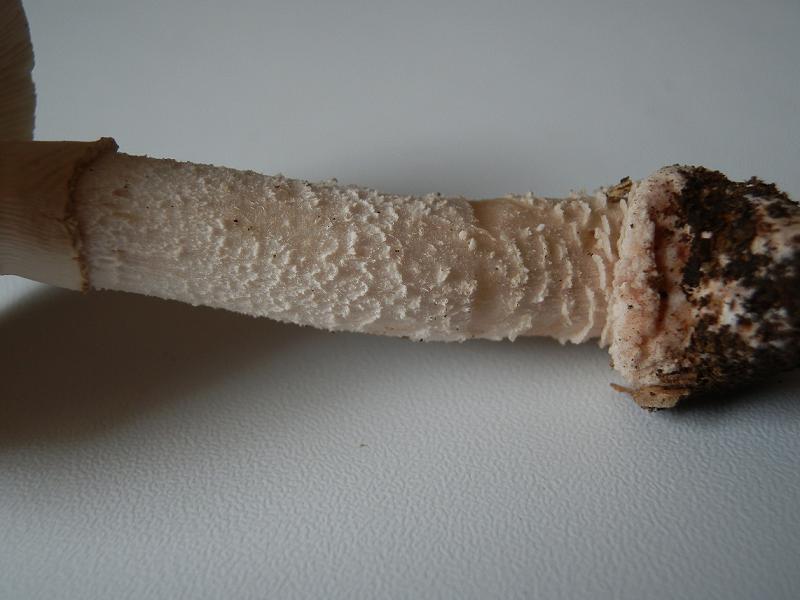 Aman. rubescens_4.5.jpg