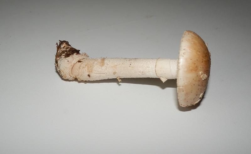 Aman. rubescens_4.6.jpg