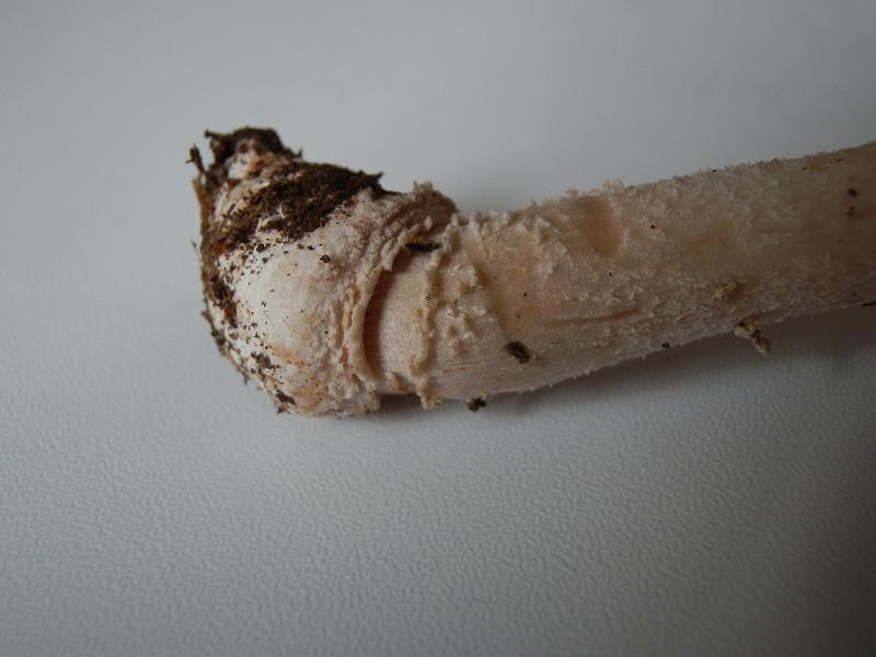 Aman. rubescens_4.7.jpg