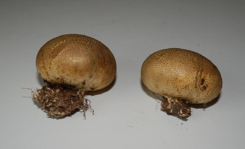 Leopardenfell Hartbovist_1.jpg