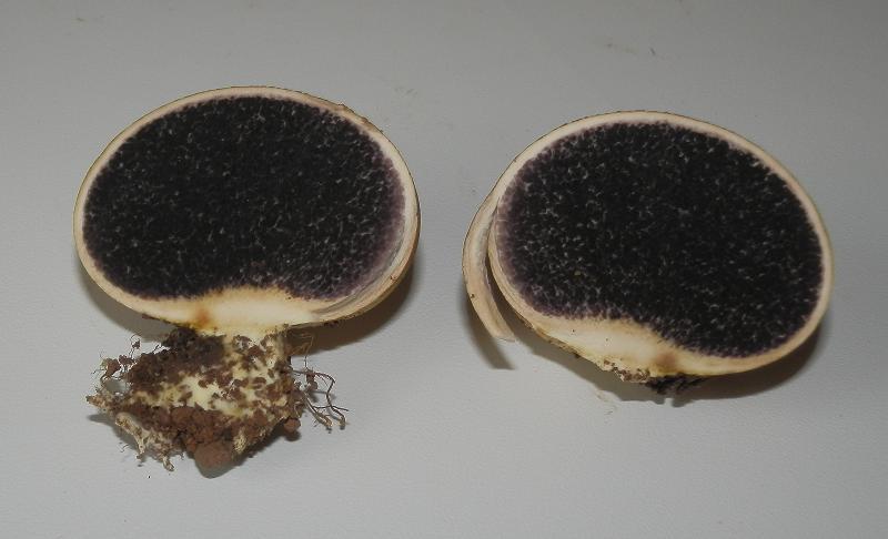 Leopardenfell- Hartbovist_1.3.jpg