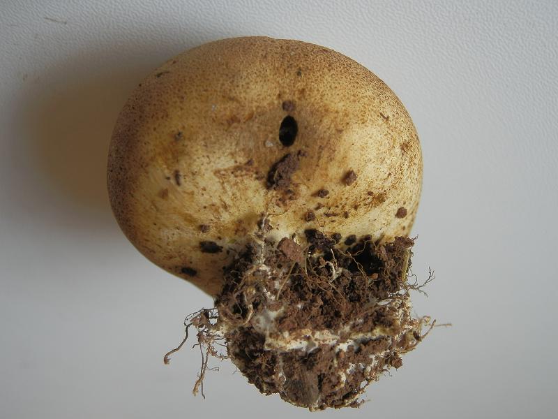 Leopardenfell- Hartbovist_1.4.jpg