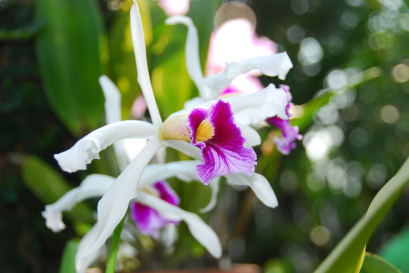 Orchidee016.jpg