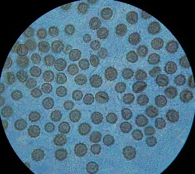 Sclerod. areolatum_1.5.jpg