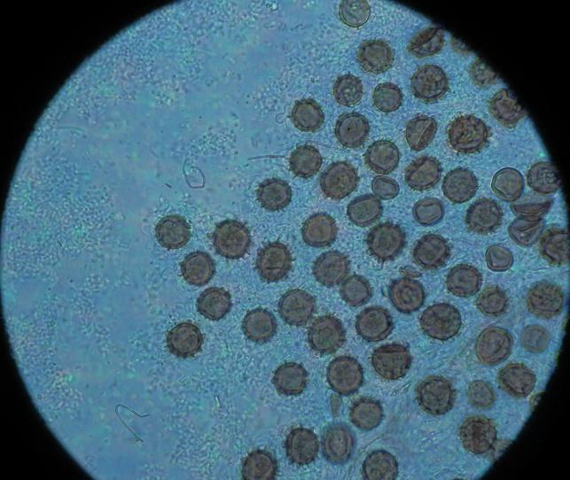 Sclerod. areolatum_1.8.jpg