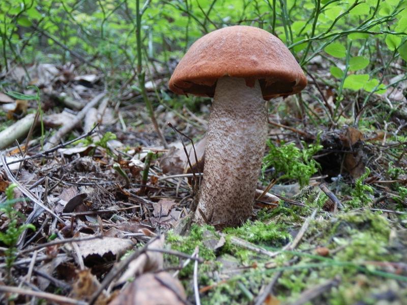 Leccinum piceinum_1.jpg