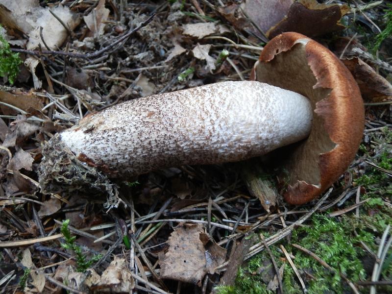 Leccinum piceinum_1.1.jpg