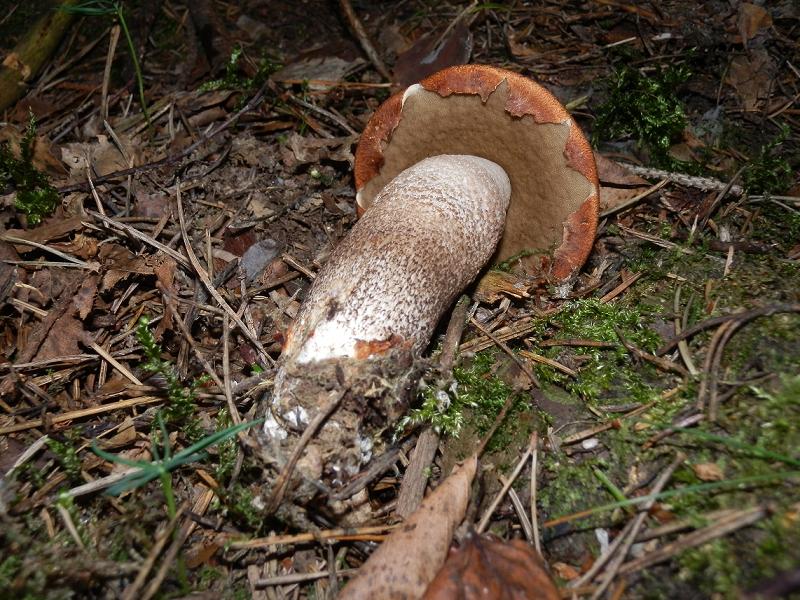 Leccinum piceinum_1.2.jpg