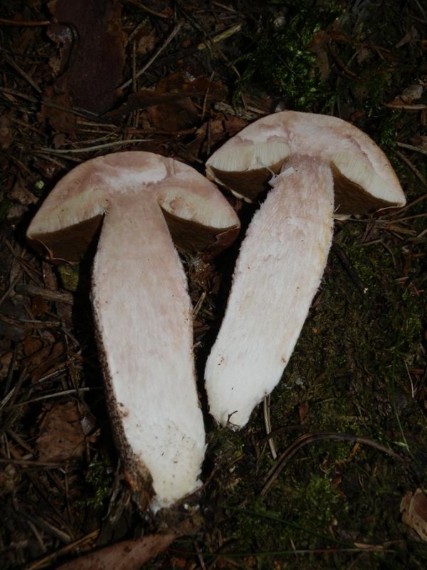 Leccinum piceinum_1.3.jpg