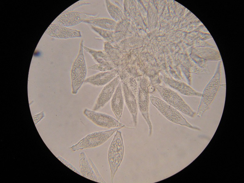 1000er Rennhaus (2).JPG