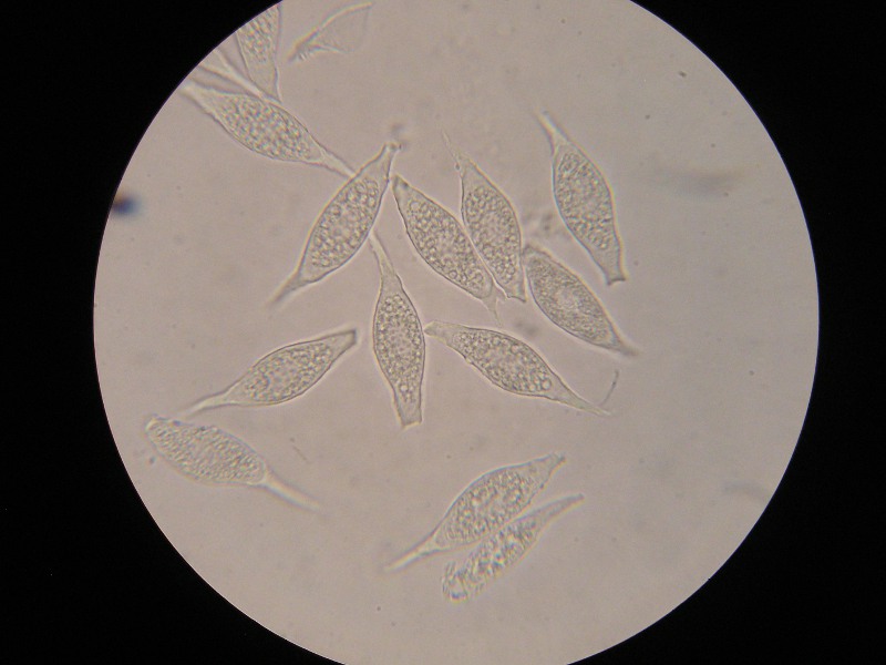 1000er Rennhaus (4).JPG