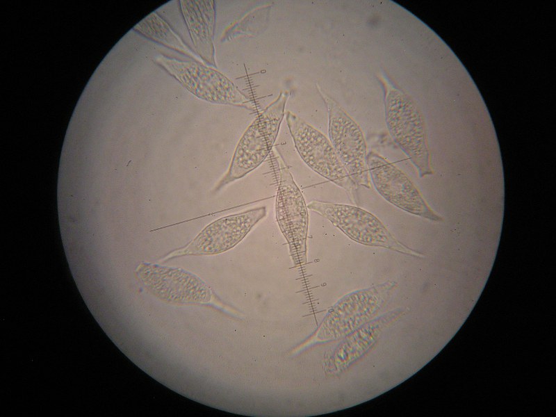 1000er Rennhaus (6).JPG