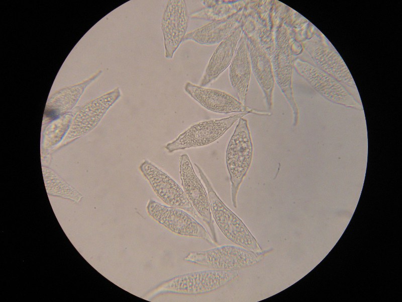 1000er Rennhaus (12).JPG