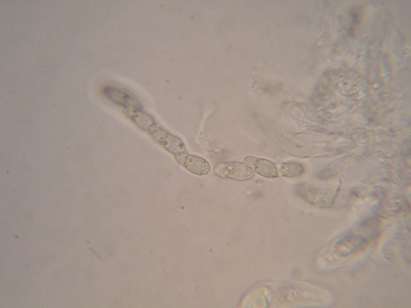 1000er Kaiser (2).JPG