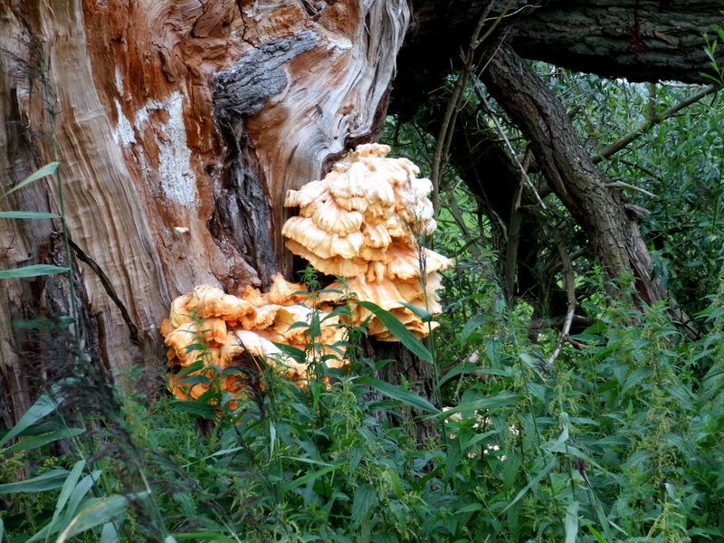 Laetiporus sulphureus-2.JPG