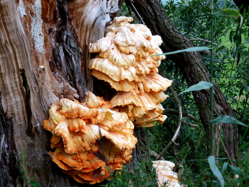 Laetiporus sulphureus-3.JPG