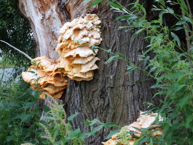 Laetiporus sulphureus-4.JPG