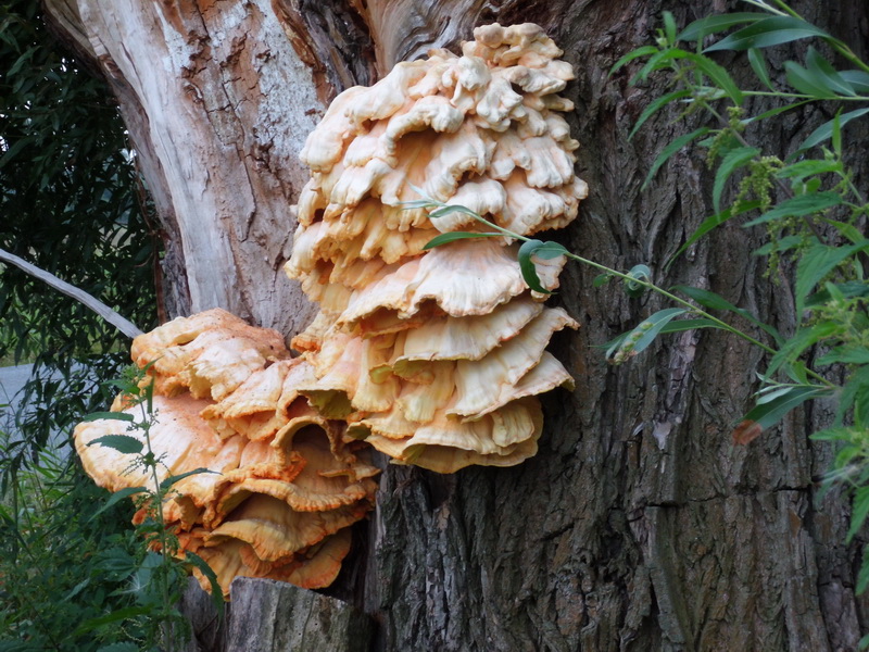 Laetiporus sulphureus-6.JPG