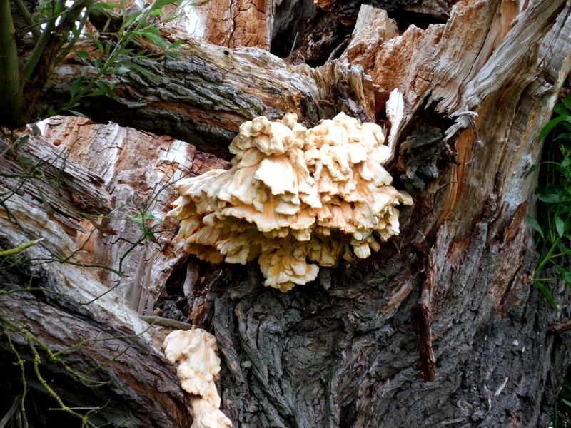 Laetiporus sulphureus-7.JPG