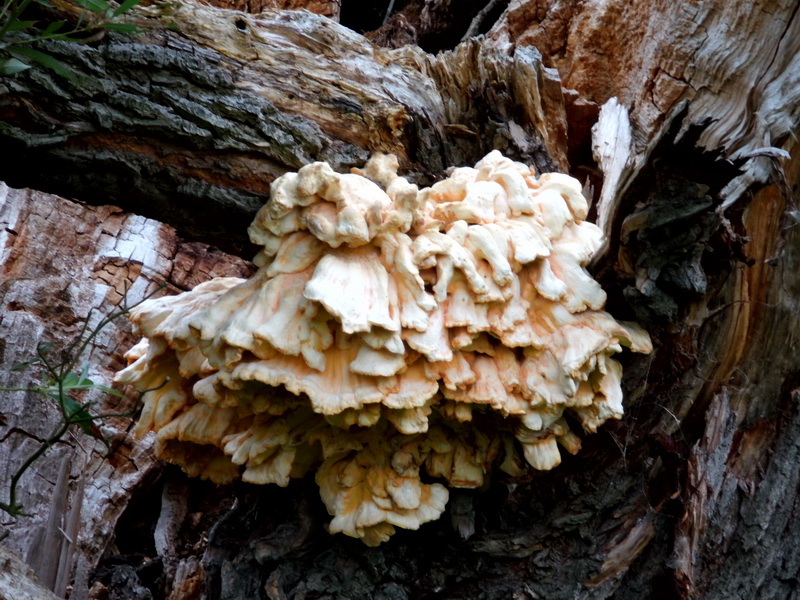 Laetiporus sulphureus-8.JPG