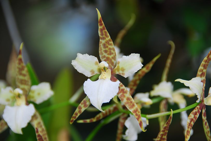 Orchidee020.jpg
