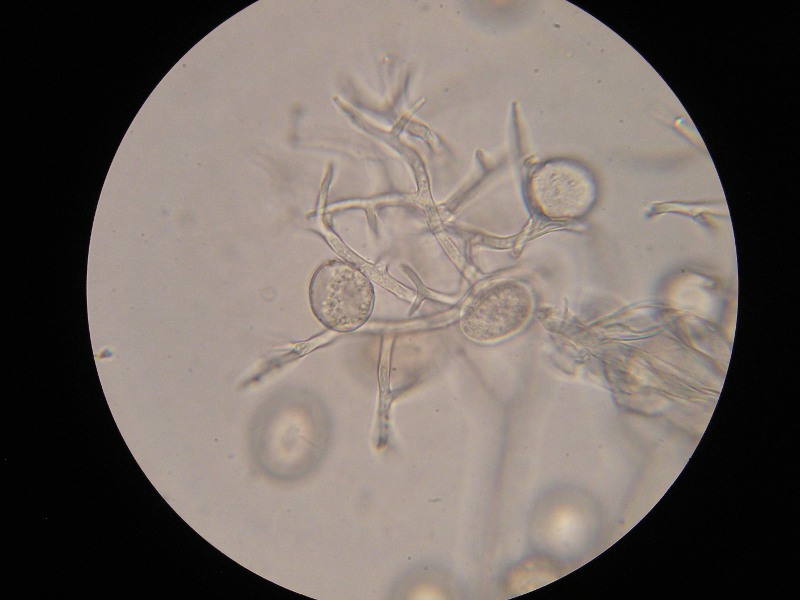 1000er Rennhaus (1).JPG