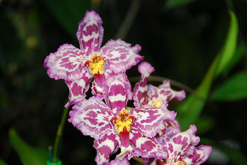 Orchidee021.jpg