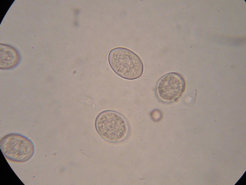 1000er Rennhaus (3).JPG