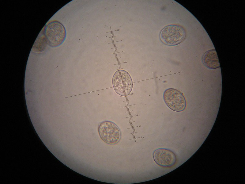 1000er Rennhaus (10).JPG