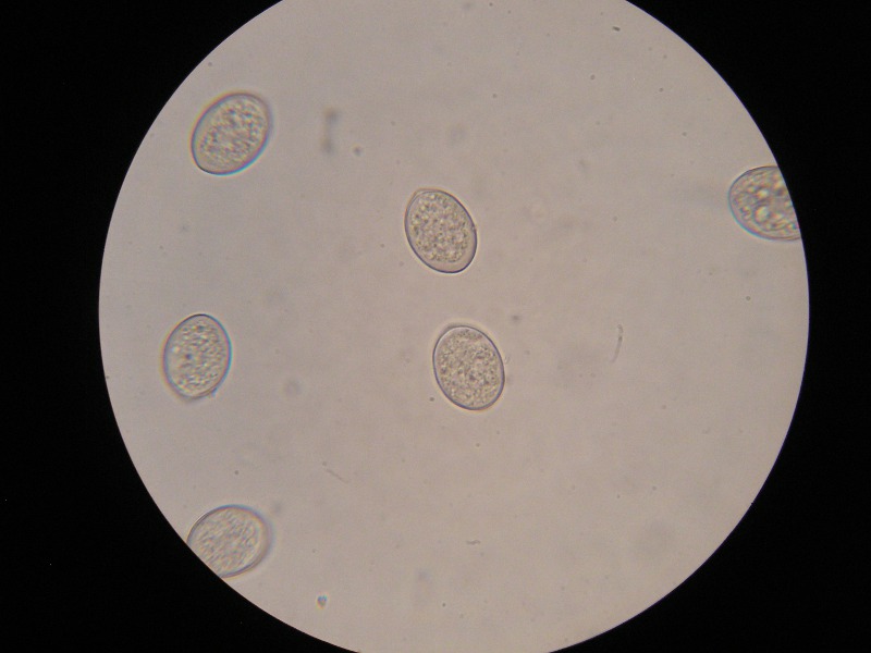 1000er Rennhaus (15).JPG