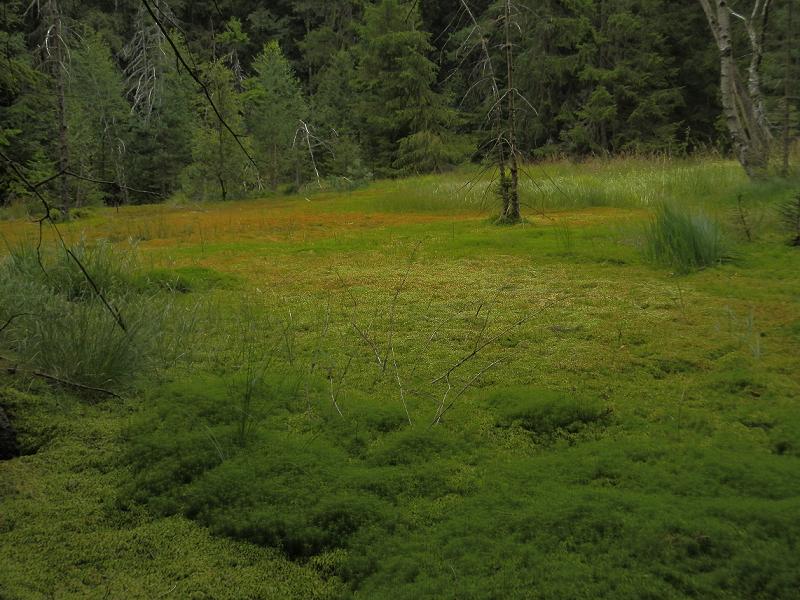 Hochmoor Grünheide_2.JPG