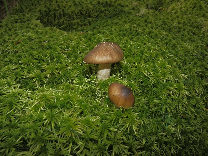 Hygroph. olivaceoalbus_1.jpg