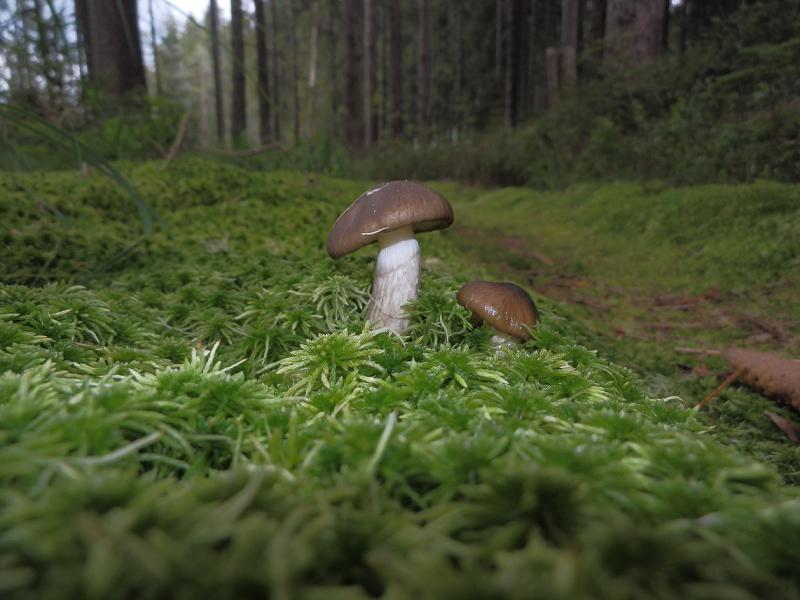 Hygroph. olivaceoalbus_1.1.jpg