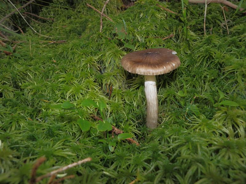 Hygroph. olivaceoalbus_1.2.jpg