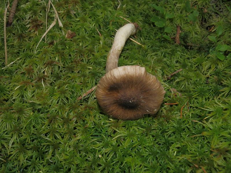 Hygroph. olivaceoalbus_1.3.jpg