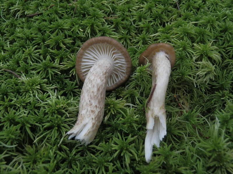 Hygroph. olivaceoalbus_1.4.jpg