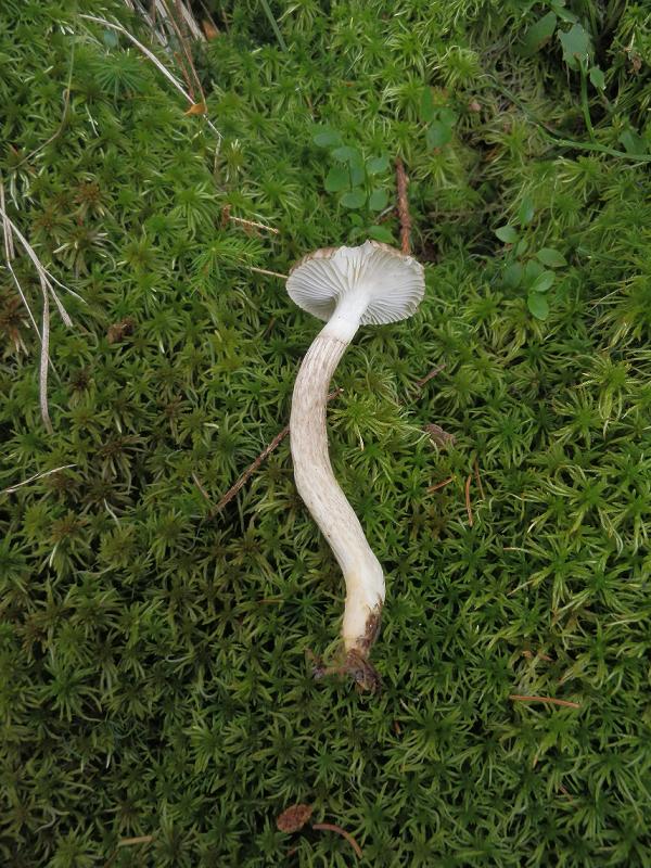 Hygroph. olivaceoalbus_1.5.jpg