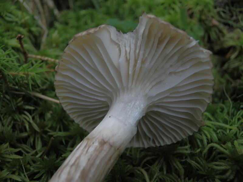 Hygroph. olivaceoalbus_1.6.jpg