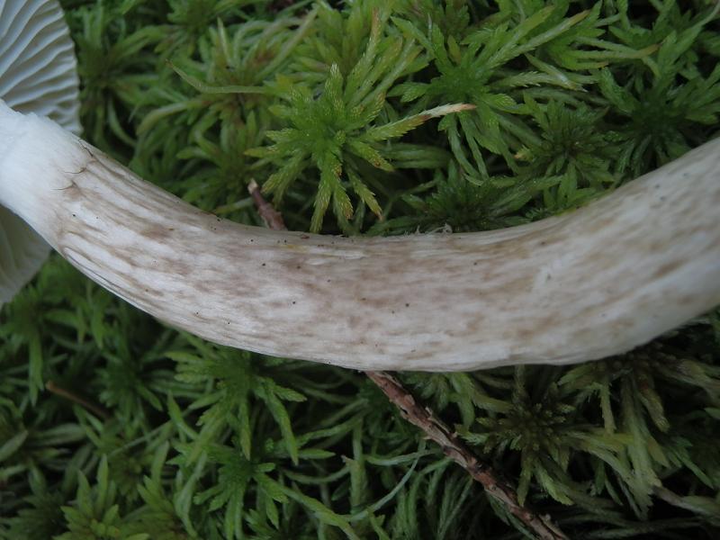 Hygroph. olivaceoalbus_1.7.jpg