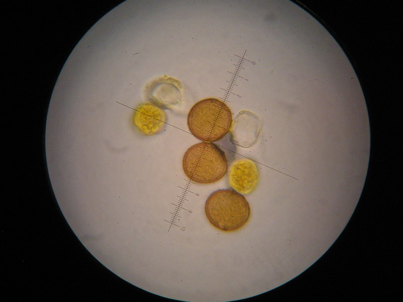 1000er Kaiser (1).JPG