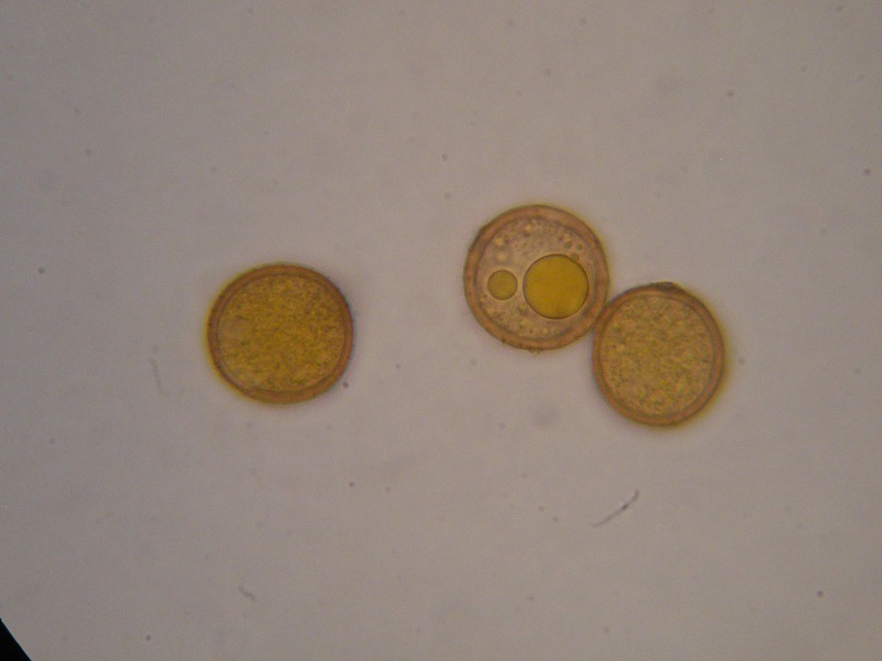 1000er Kaiser (2).JPG